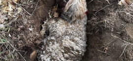 UWAGA !!! Poszukiwany zwyrodnialec ,który skatował i zakopał psa w lesie w Borysławicach Zamkowych  ( gm. Grzegorzew)
